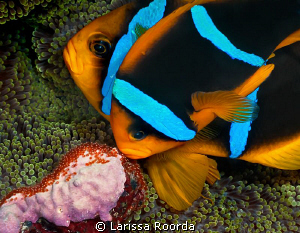 Parents by Larissa Roorda 